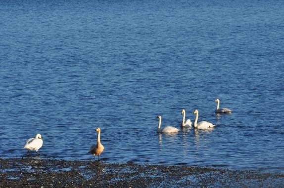 Patos nadam tranquilamente nas águas geladas do fiorde onde está a cidade de Breidalsvík
